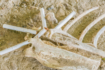 Scattered bones of animal