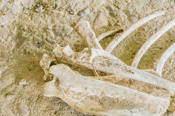 Bones of animal laying on ground