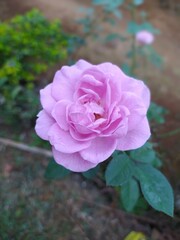 pink rose in garden