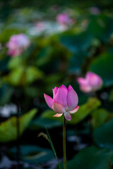 Fototapeta na wymiar Pink lotus flowers and green leaves