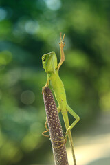 green lizard on a leaf