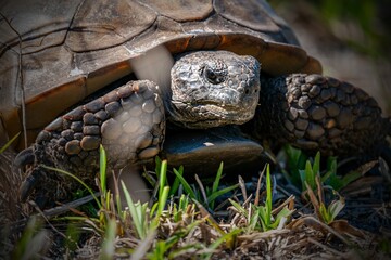 Gopher tortoise close up