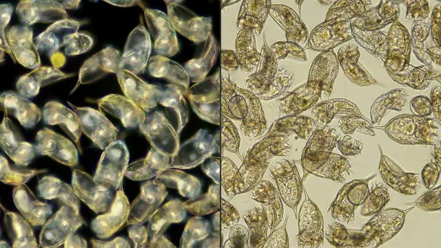 The colony of plankton rotifers Rotifera Keratella Cochlearis, distributed throughout the world, both in salt and freshwater, has a similar protective outer cuticle shell, reproduction in this species