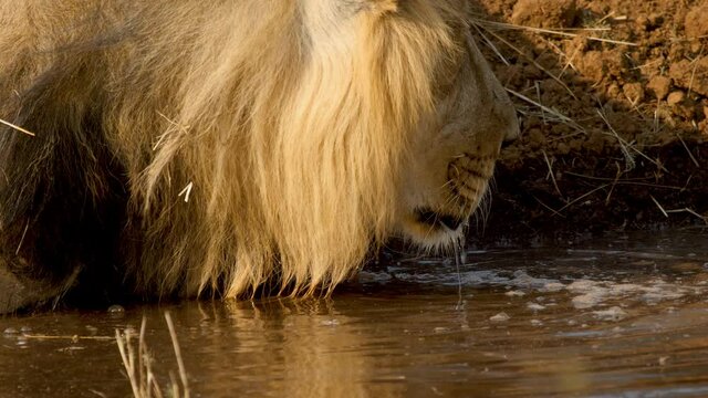 Close up shot of the Asiatic Male Lion Drinking water by lapping it up with his big Tongue as the water drops go around and it splashes