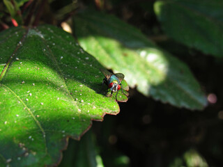 fly on leaf