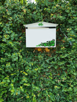 White Postbox On The Green Leaf Wall