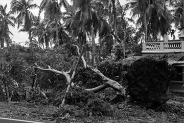 After effect of the tropical super cyclone Amphan.