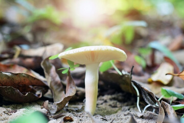 mushroom in the forest
