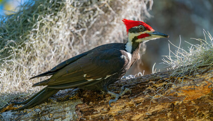 Pileated Woodpecker on tree
