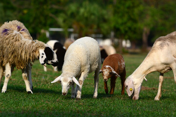 Fototapeta premium sheep eating grass.