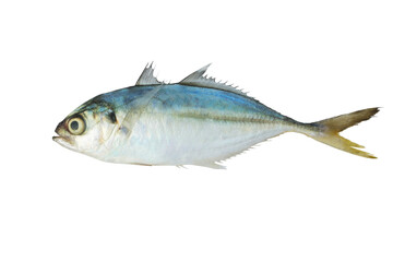 Decapterus fish isolated on white background with clipping path..