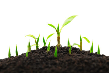 Group of green young plant sprout growing out from the soil isolate on white background, with copy space