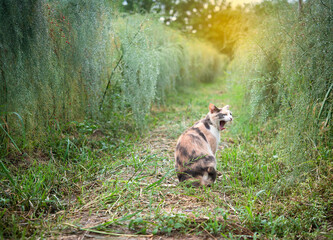 The cat yawned in the garden