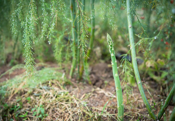 Close up Asparagus is growing in harvesting green asparagus on the field.selactive focus on Asparagus.