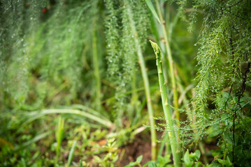 Close up Asparagus is growing in harvesting green asparagus on the field.selactive focus on Asparagus.