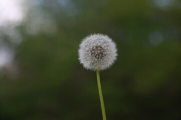 Dandelion