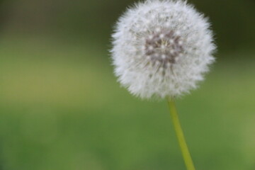 Dandelion