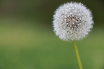 Dandelion