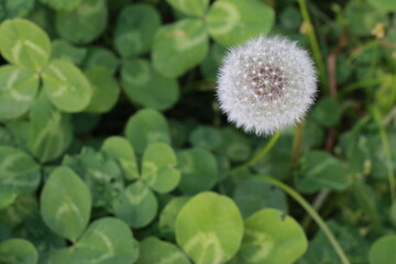 Dandelion