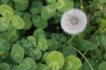Dandelion