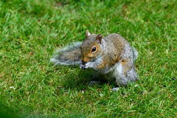 Naklejka na ściany i meble Gray squirrel on the grass eating seeds with both front paws at mouth