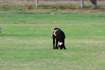sheep eating grass.