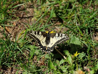 Swallowtail (Papilio machaon) on a dandelion flower on a Sunny day.