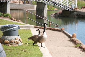 Geese
