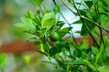 Morning soft light to Fresh green lemon limes on tree in organic garden. Close up Shot.