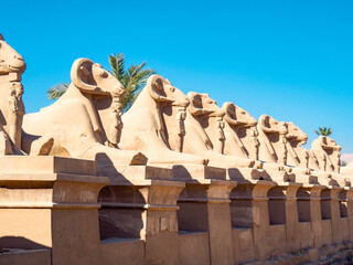 Row of ancient sculptures of criosphinx in Karnak temple in Luxor, medium view. Clear blue sky over...