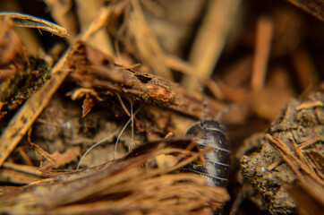 snails, plants in solar, earth day