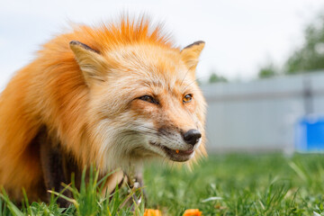 Portrait of fox