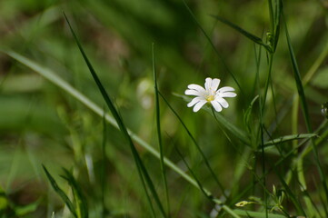 A small white flower (Stellaria holoste) in the forest grass.