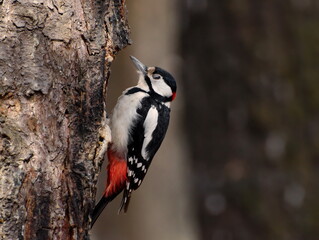 Great spotted woodpecker on a pine tree on a spring morning in the hollow building. Moscow region. Russia.