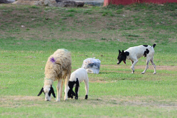 The dog is shepherding the sheep
