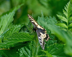 Swallowtail (Papilio machaon) on a nettle leaf.