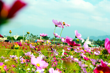 가을의 코스모스 꽃, 가을하늘