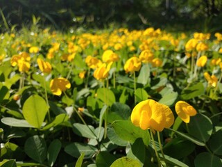 small yellow flowers