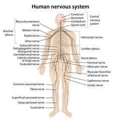 Human nervous system with main parts labeled. Vector illustration in flat style isolated on white background.