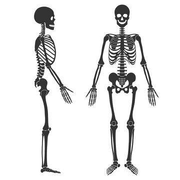 Human skeleton in front and profile. Black silhouette isolated on white background. Vector illustration