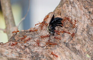 Many ants are dragging insects and eating, concepts of unification.