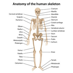 Anatomy of the human skeleton with main parts labeled. Front view. Vector illustration in flat style isolated on white background