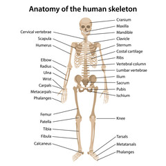 Anatomy of the human skeleton with main parts labeled. Front view. Vector illustration in flat style isolated on white background