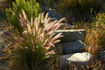 Obraz premium Fountain Grass and Stone Steps on the Trail