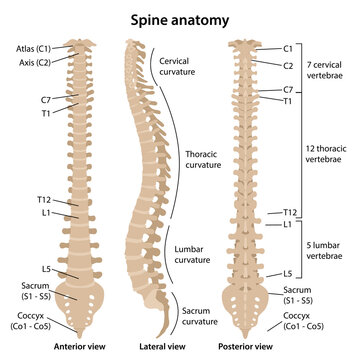 Human vertebral column in front, profile and back with main parts labeled. Medical vector illustration in flat style is isolated on white background