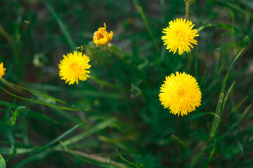 Spring flowers, dandelion