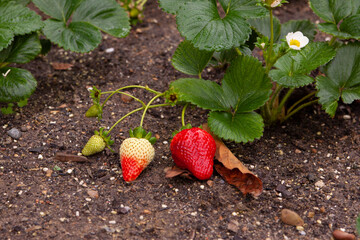 Strawberry plant with four strawberries in different stages of growth
