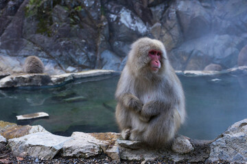 Fototapeta premium A Japanese snow monkey or Macaque with hot spring On-sen in Jigokudani Monkey Park, Shimotakai District, Nagano , Japan. 