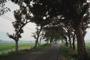 Small asphalt road in the middle of a rice field and tree.