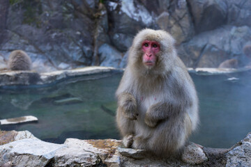 Naklejka premium A Japanese snow monkey or Macaque with hot spring On-sen in Jigokudani Monkey Park, Shimotakai District, Nagano , Japan. 